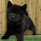 甲斐犬【埼玉県・男の子・2024年11月20日・黒虎】の写真1「おっぱい一番飲む元気な男の子ですがなんか甘えん坊なのでいっぱい抱っこして育ててほしい」