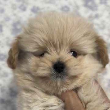 マルチーズ×プードル【埼玉県・男の子・2023年1月21日・アプリコット】の写真「フワモコアプリコット　無駄鳴きなし　おっとりくん」