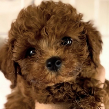 トイプードル(トイ)【埼玉県・男の子・2022年7月22日・レッド】の写真「濃いレッドで顔が可愛い💕
おっとり男子」