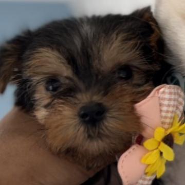 ヨークシャーテリア【埼玉県・男の子・2022年6月10日・スチィールブルー&タン】の写真「小さいけど元気で可愛い子です😃」