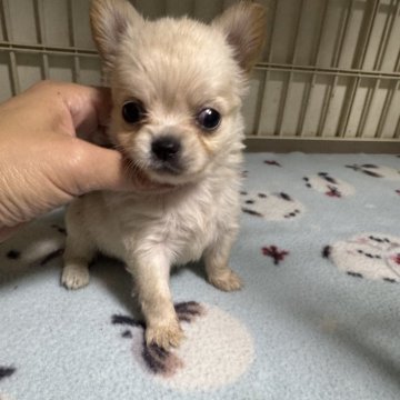 チワワ(ロング)【大阪府・女の子・2025年11月18日・クリーム&ホワイト】の写真「小ぶりの女の子❣️」
