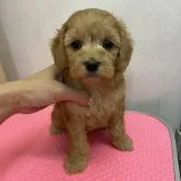 ミックス(トイプードル×Aコッカースパニエル)【大阪府・女の子・2023年3月26日・アプリコット】の写真1