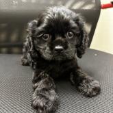 アメリカンコッカースパニエル