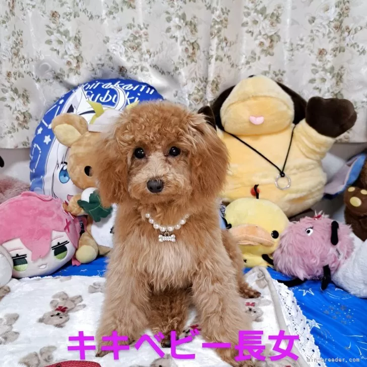 ID:2412-03536の子犬