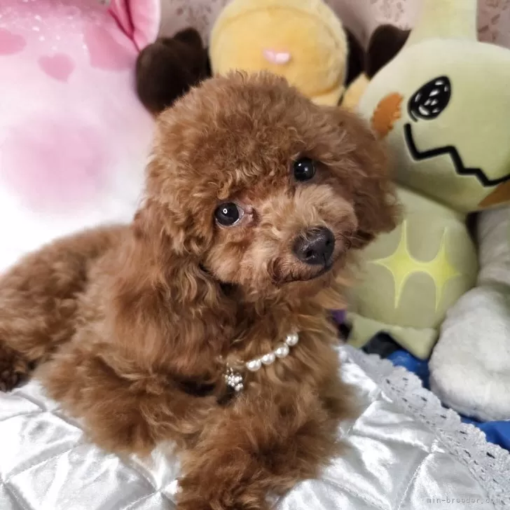 M.M 様のお迎えした子犬