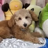 トイプードル(トイ)