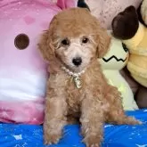 トイプードル(トイ)