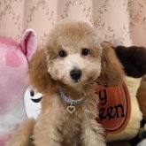 トイプードル(トイ)