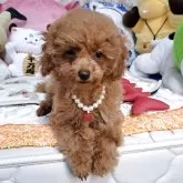 タイニープードル