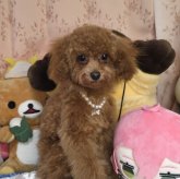 トイプードル(タイニー)