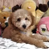 トイプードル(トイ)