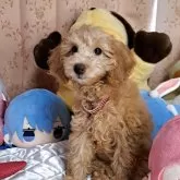 トイプードル(トイ)