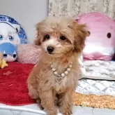 タイニープードル