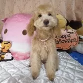 トイプードル(トイ)【京都府・女の子・2025年5月31日・アプリコット】の写真6「遊ぶの大好きです」