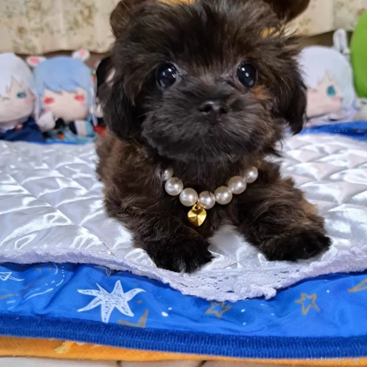 ID:2408-05763の子犬