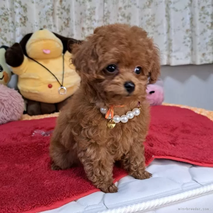 ID:2405-00255の子犬