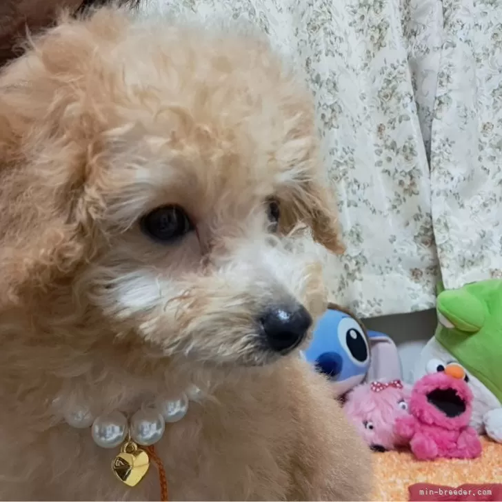 ID:2311-06837の子犬