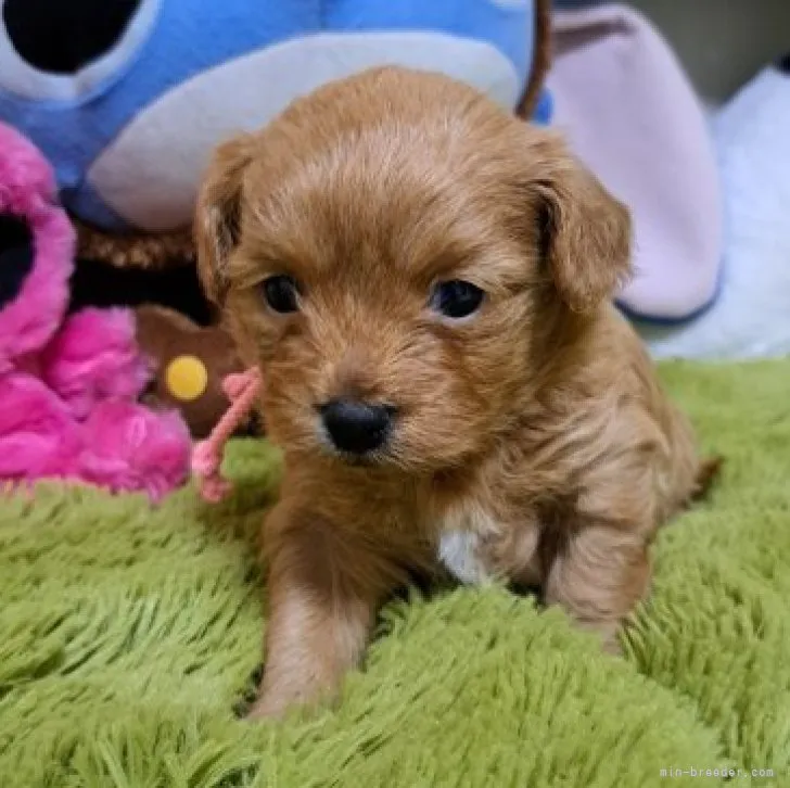 ID:2301-04614の子犬