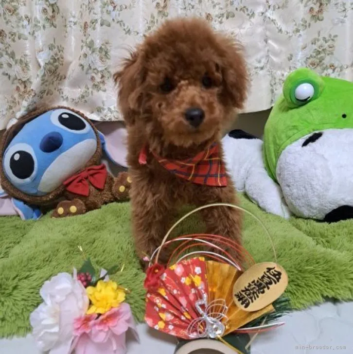 ID：2209-01223の子犬