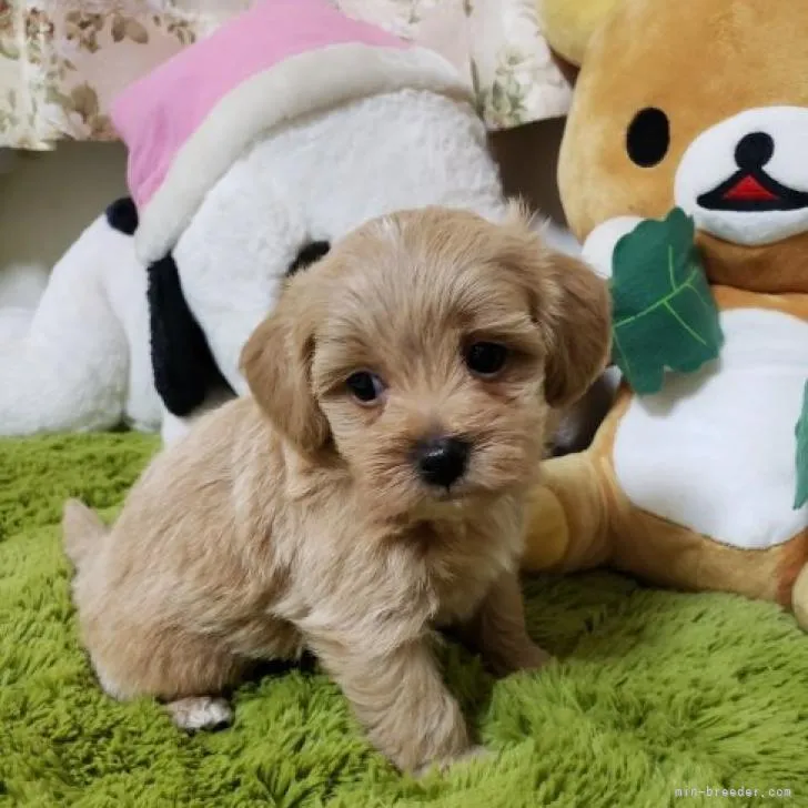 ID：2207-03315の子犬