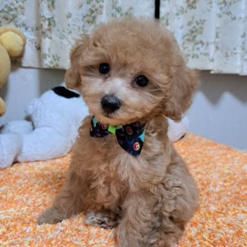 トイプードル(トイ)【京都府・男の子・2023年3月12日・アプリコット】の写真「5姉弟の唯一の男の子元気一杯です❗」