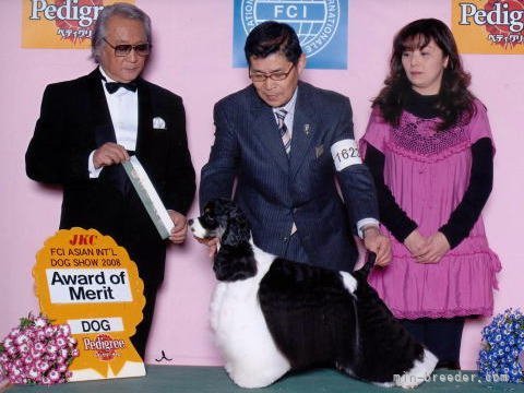 桂口　美香(かつらぐち　みか)ブリーダー(福岡県・アメリカンコッカースパニエル・JKC登録)の紹介写真3