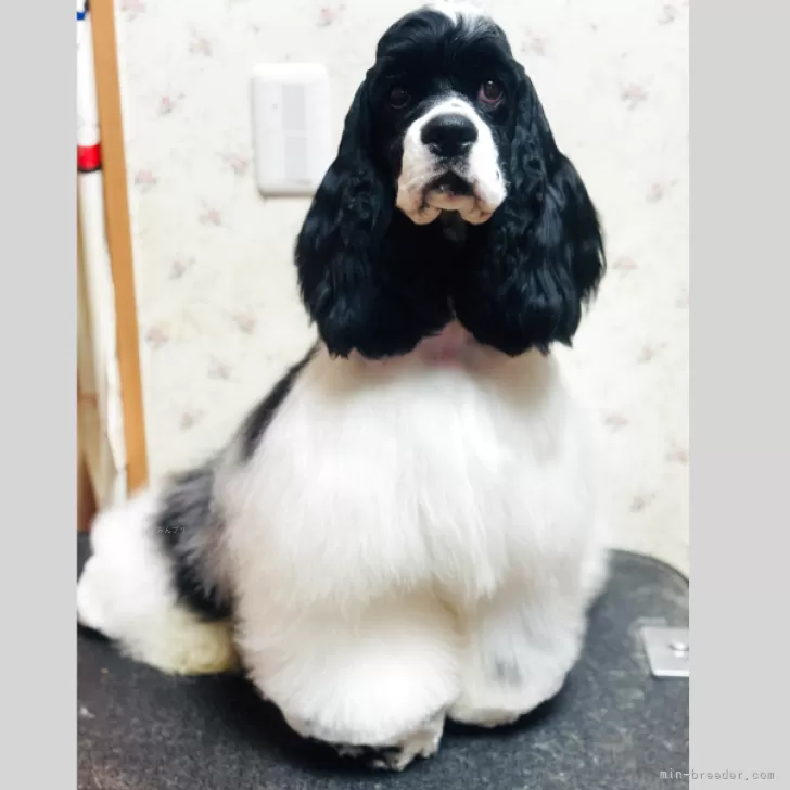 ID：2412-06635の子犬