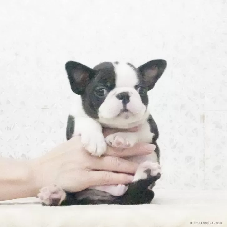 ID：2411-03215の子犬