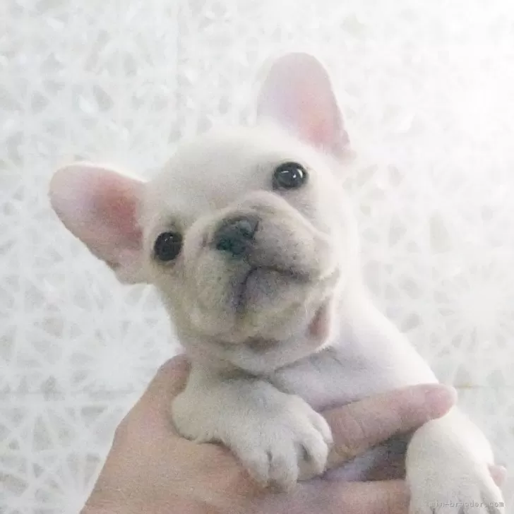 ID:2411-05185の子犬