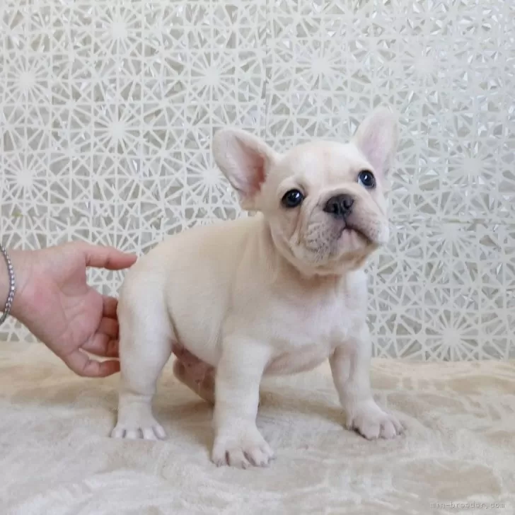 ID：2507-08409の子犬