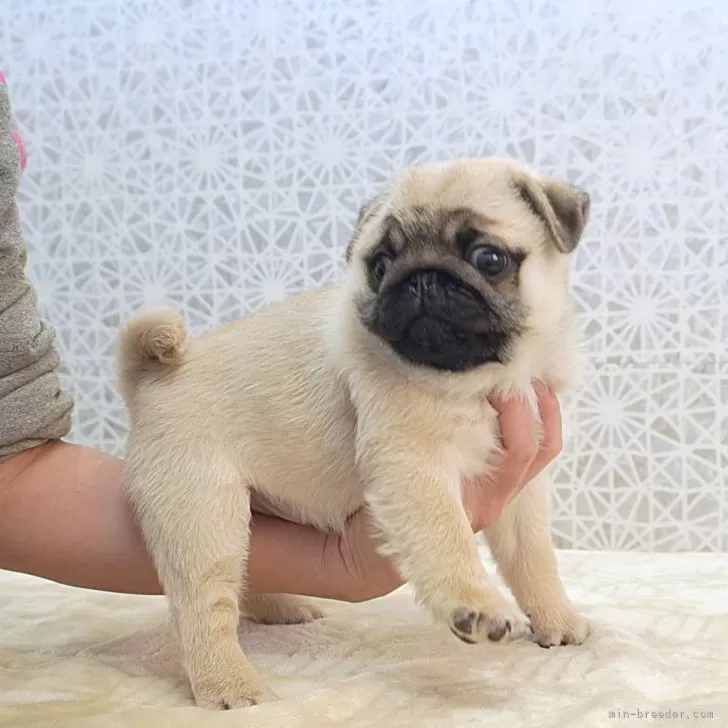 パグ【埼玉県・男の子・2025年10月10日・フォーン】の写真1