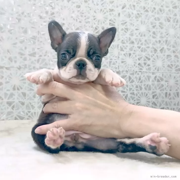 ボストンテリア【埼玉県・女の子・2025年8月7日・ボストンカラー】の写真1