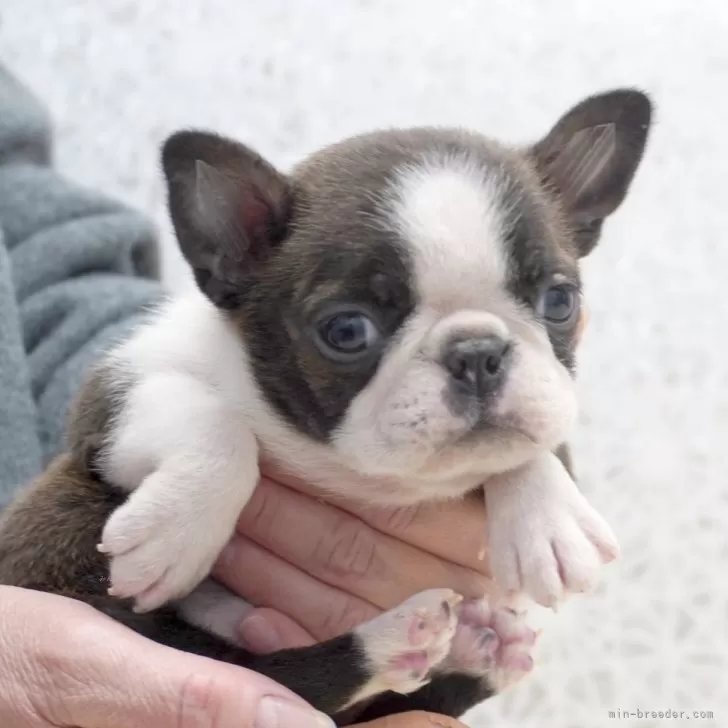 ID:2412-04050の子犬