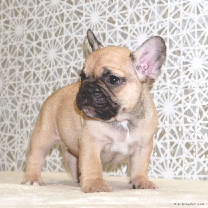 ID：2412-02337の子犬