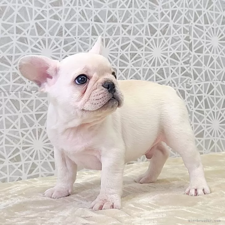 ユキチくん 様のお迎えした子犬