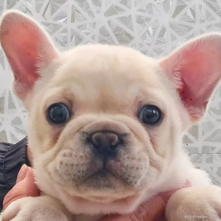 ID：2501-07214の子犬