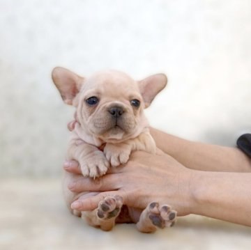 フレンチブルドッグ【埼玉県・女の子・2025年9月20日・クリーム】の写真「EXCELLENT★★★」