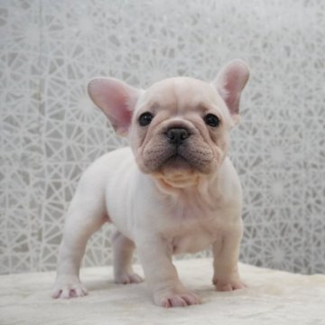 フレンチブルドッグ【埼玉県・女の子・2025年10月25日・クリーム】の写真「EXCELLENT★★★」