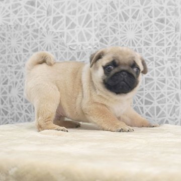 パグ【埼玉県・男の子・2025年10月10日・フォーン】の写真「愛嬌たっぷり！ムチムチボディーな男の子です。」