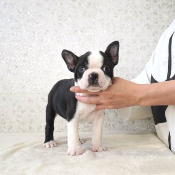 ボストンテリア【埼玉県・男の子・2025年11月5日・ボストンカラー】の写真「カラーがキレイに入った男の子です。」