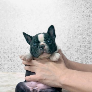 ボストンテリア【埼玉県・女の子・2025年10月2日・ボストンカラー】の写真「個性的な愛嬌たっぷりの女の子！」