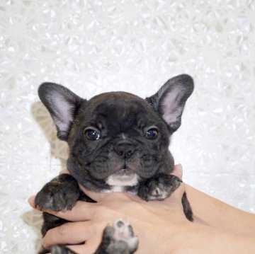 フレンチブルドッグ【埼玉県・女の子・2025年9月26日・ブリンドル】の写真「ムチコロボディに愛嬌たっぷりの可愛い女の子です！」