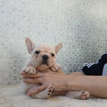 フレンチブルドッグ【埼玉県・男の子・2025年9月20日・クリーム】の写真「EXCELLENT★★★」