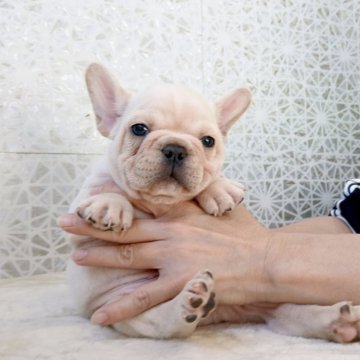 フレンチブルドッグ【埼玉県・男の子・2025年9月20日・クリーム】の写真「EXCELLENT★★★」