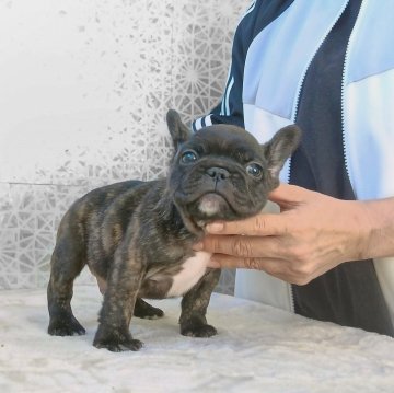 フレンチブルドッグ【埼玉県・男の子・2025年9月20日・ブリンドル】の写真「スマイルが超キュートな男の子です！」