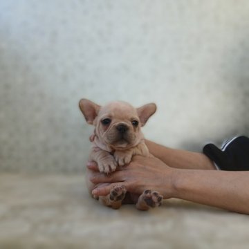 フレンチブルドッグ【埼玉県・女の子・2025年9月20日・クリーム】の写真「EXCELLENT★★★」