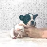 フレンチブルドッグ