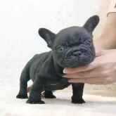フレンチブルドッグ