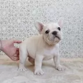フレンチブルドッグ