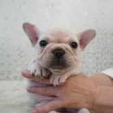 フレンチブルドッグ